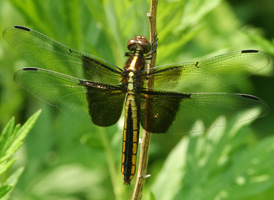 Widow Skimmer